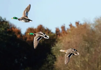 Wild game, lead bullets and the dinner table
